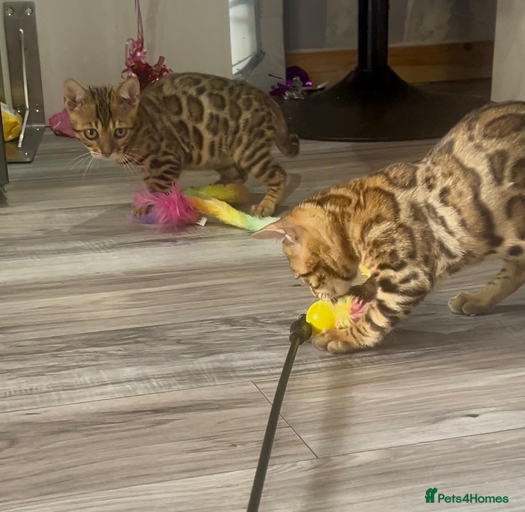 Bengal cats for sale: Stunning 5 Generations Pedigree kittens in London - Image 2