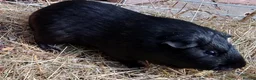 Guinea Pig rodents for sale: Single Peruvian boar and bonded mixed bead pair - Advert 8