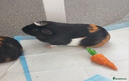 Guinea Pig rodents for sale: 2x girl Guinea pigs  - Image 3