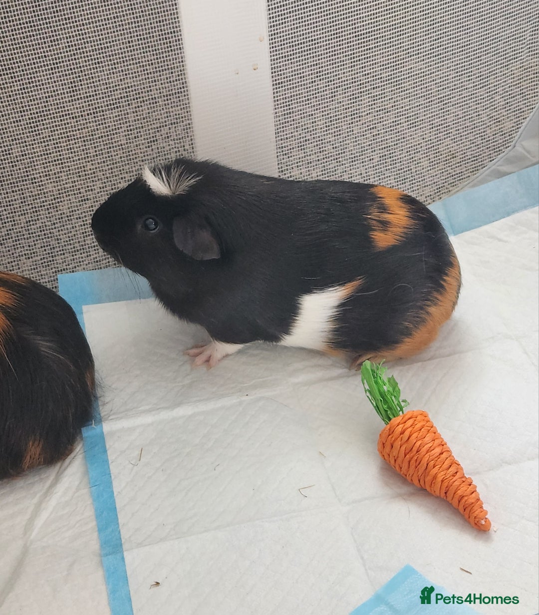 Guinea Pig rodents for sale: 2x girl Guinea pigs  - Image 3