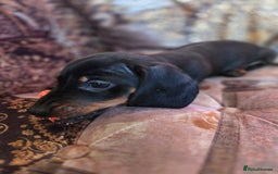 Miniature Dachshund dogs for sale: Quality mini dachshund dna clear - Advert 15