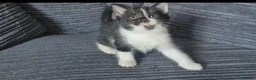 Mixed Breed cats for sale: Gorgeoeus mixed Breed kittens - Advert 15