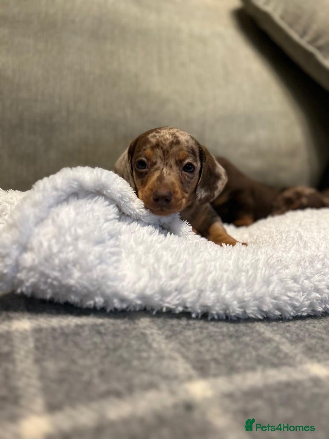 Miniature Dachshund dogs for sale: Stunning Miniature Dachshund Puppies-KC Registered - Advert 5