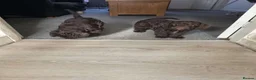 Cockapoo dogs for sale: Cockapoo puppies 🐶  - Advert 13