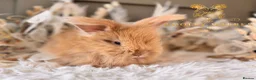 Angora rabbits for sale: Fully Vaccinated Angora Litter - Advert 5