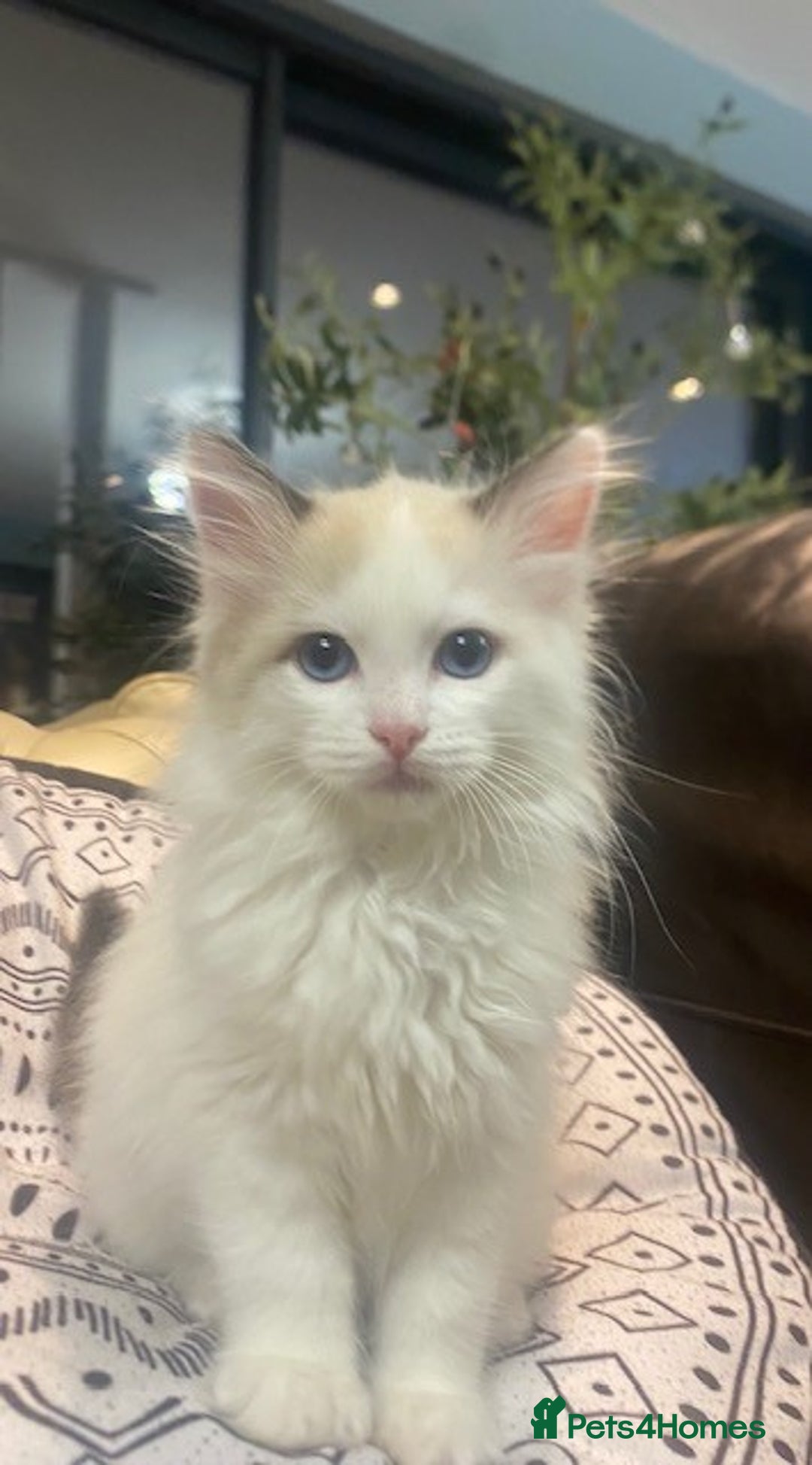 Ragdoll cats for sale: TICA REGISTERED PUREBRED RAGDOLL KITTENS AVAILABLE - Advert 19