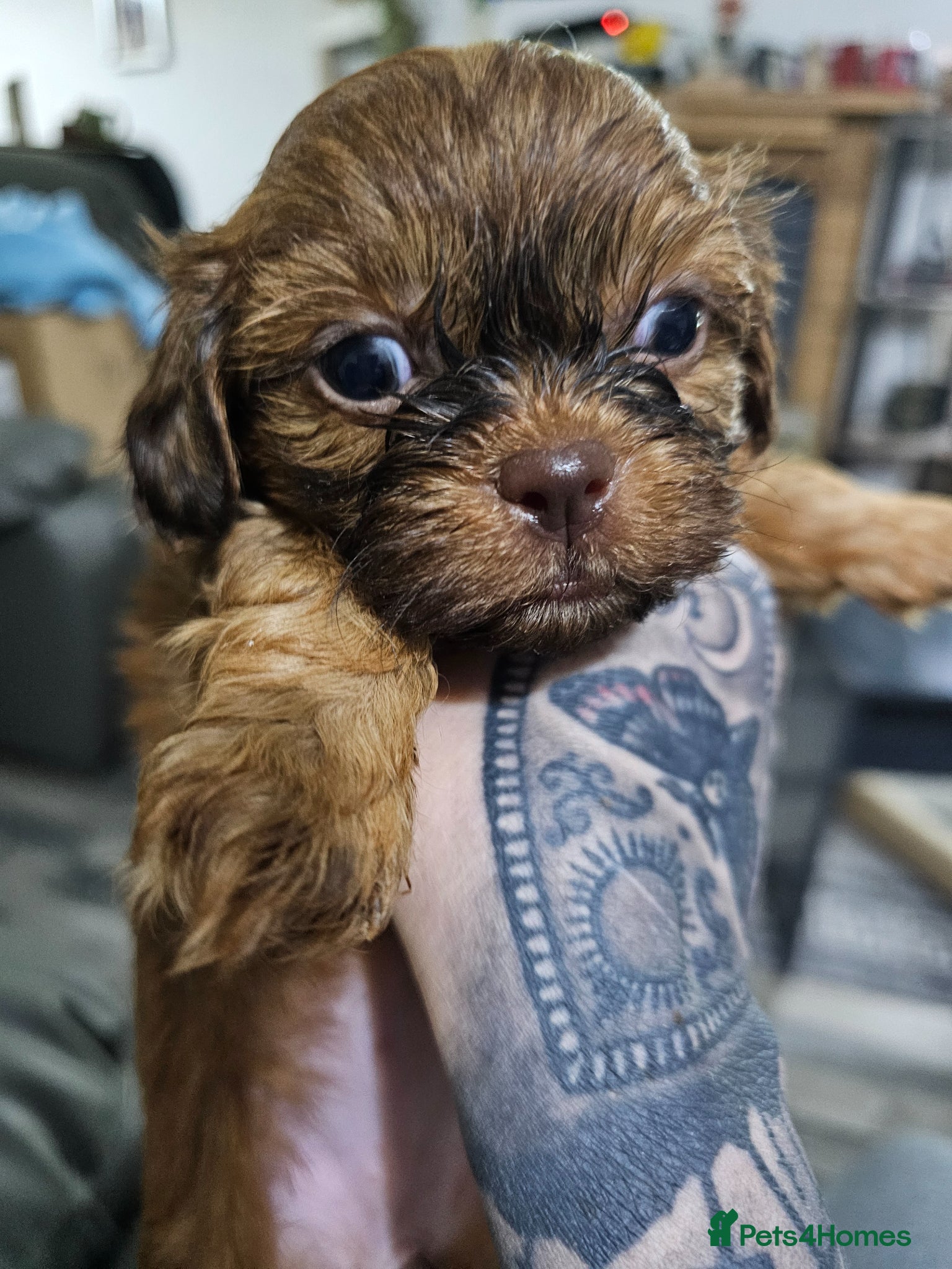 Shih Tzu dogs for sale: Choc Liver Shih Tzu puppies - Advert 14