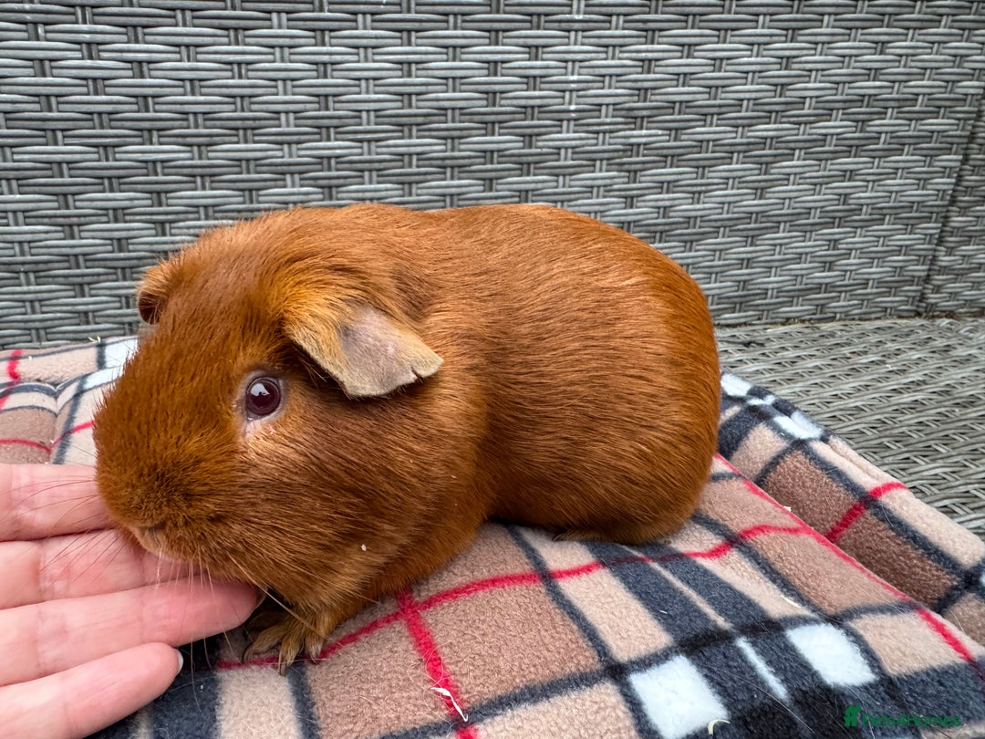 Guinea Pig rodents for sale: Beautiful boys  - Advert 15