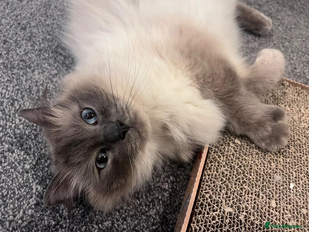 Ragdoll cats for sale: 4 Year Old Male Ragdoll - Advert 5