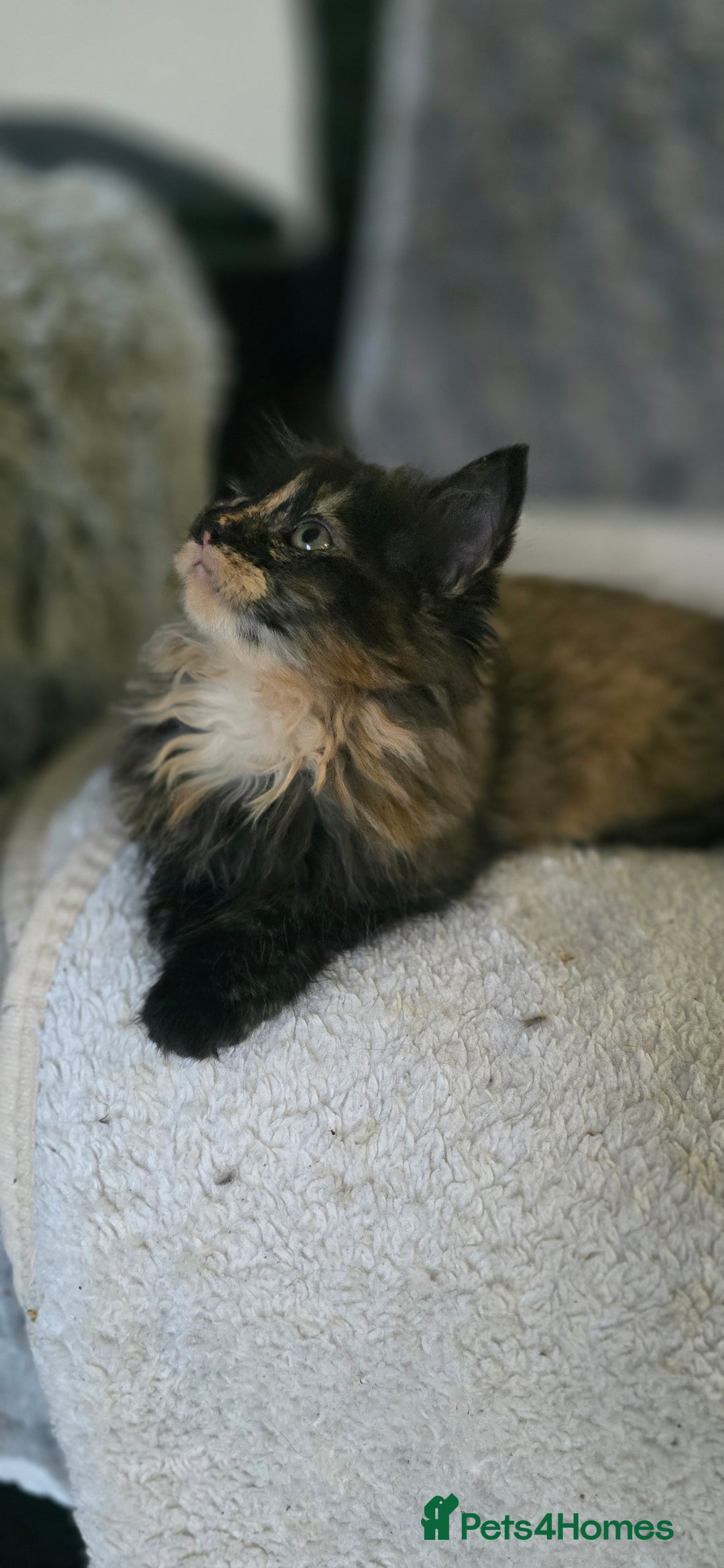 LaPerm cats for sale: 8 Laperm mix kittens, curly & long-haired - Advert 17