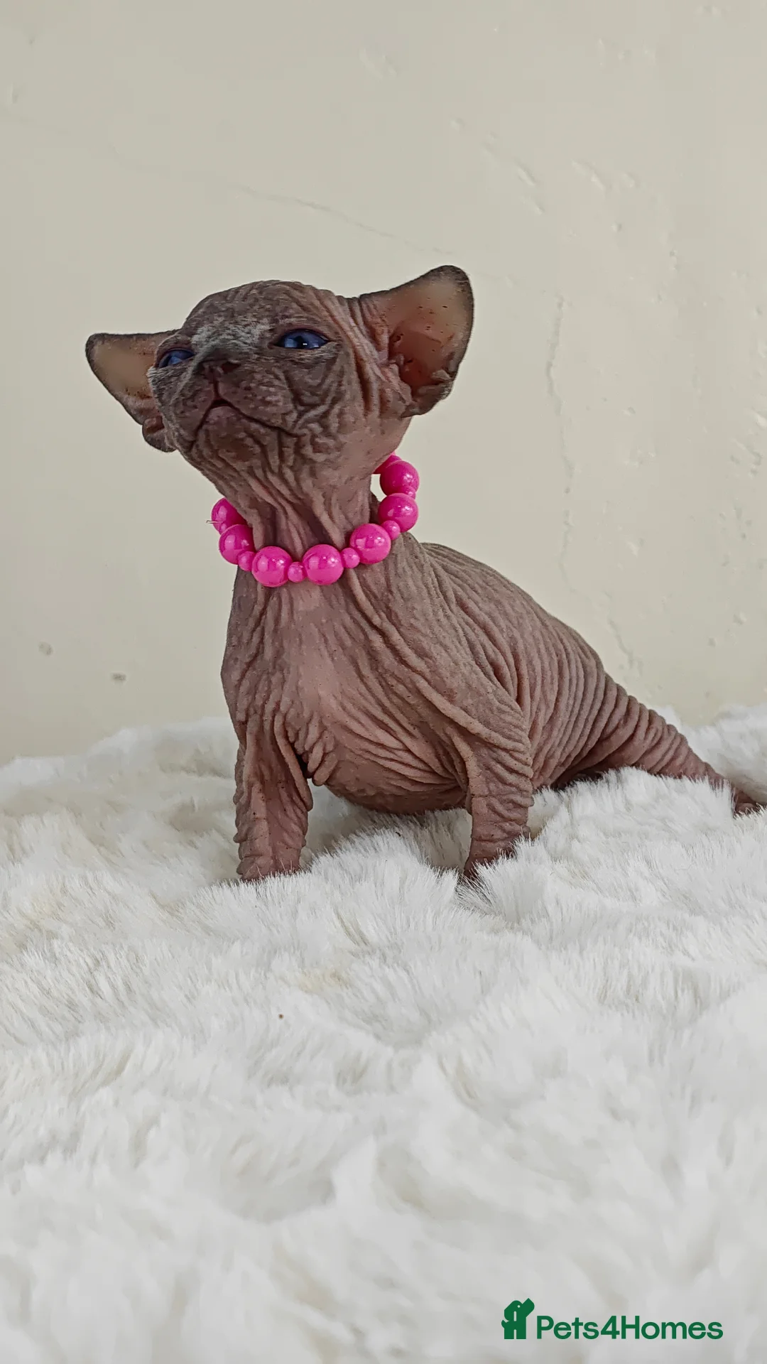 Sphynx cats for sale: Exceptional Sphynx Kittens – Best Pedigree.  - Advert 35