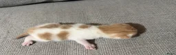 Mixed Breed cats for sale: Gorgeous kittens - Advert 8