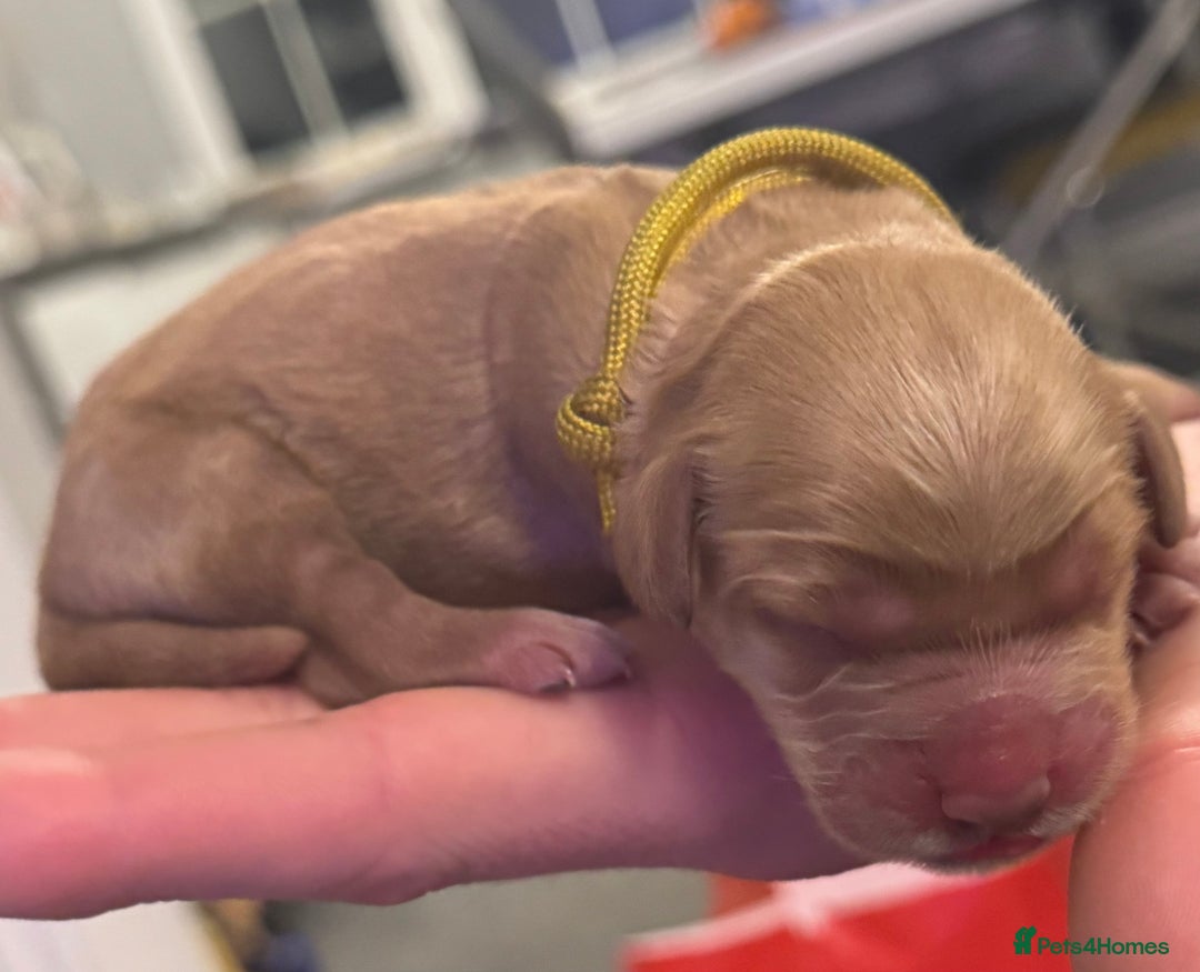 Cockapoo dogs for sale: Cockapoo Litter Due 25th January  - Advert 9