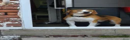 Beagle dogs for sale: Cooper, 5yr old Beagle  in Preston - Advert 1