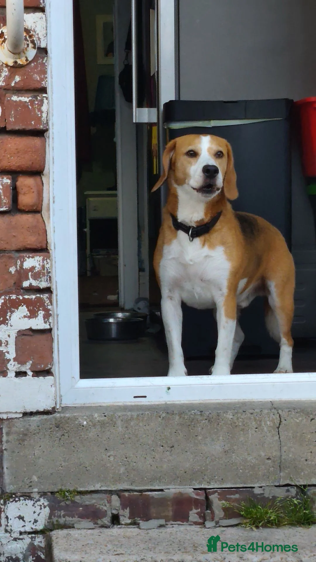 Beagle dogs for sale: Cooper, 5yr old Beagle  in Preston - Advert 1