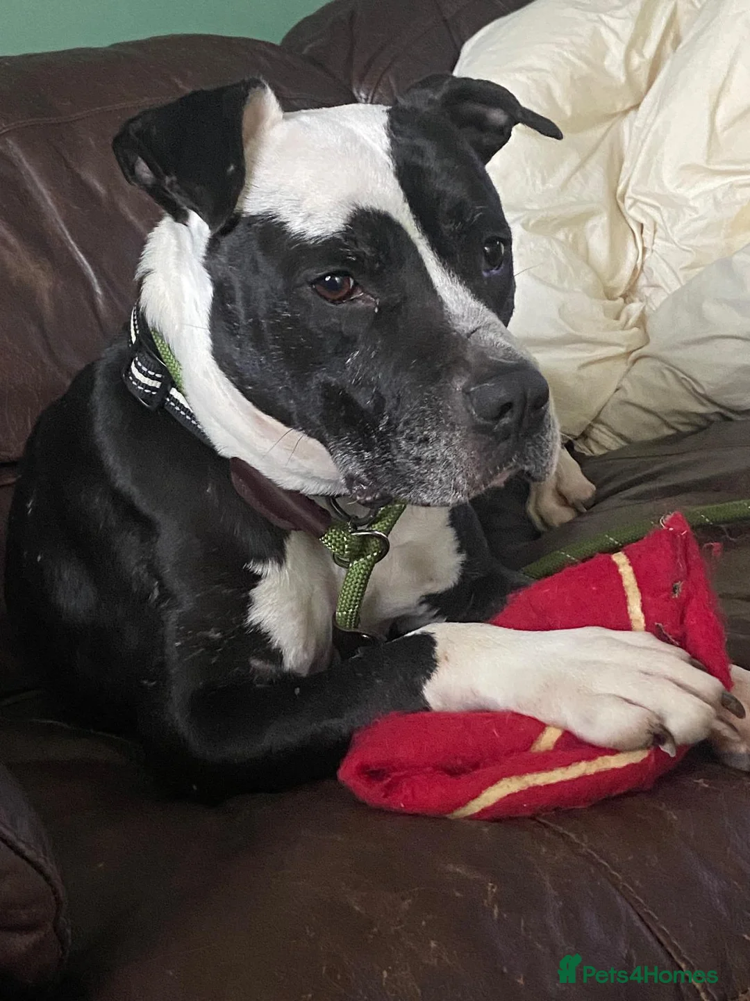 Mixed Breed dogs for adoption: URGENT FOSTER HOME 🏠 🚨 ‼️ 🆘  - Advert 8