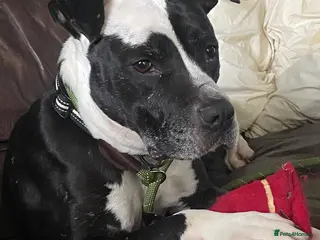 Mixed Breed dogs ANOTHER YEAR UNWANTED 😭 - Advert 1