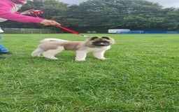 Akita dogs for sale: KC registered Akita puppies - Image 2