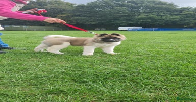 Akita dogs - Advert 16