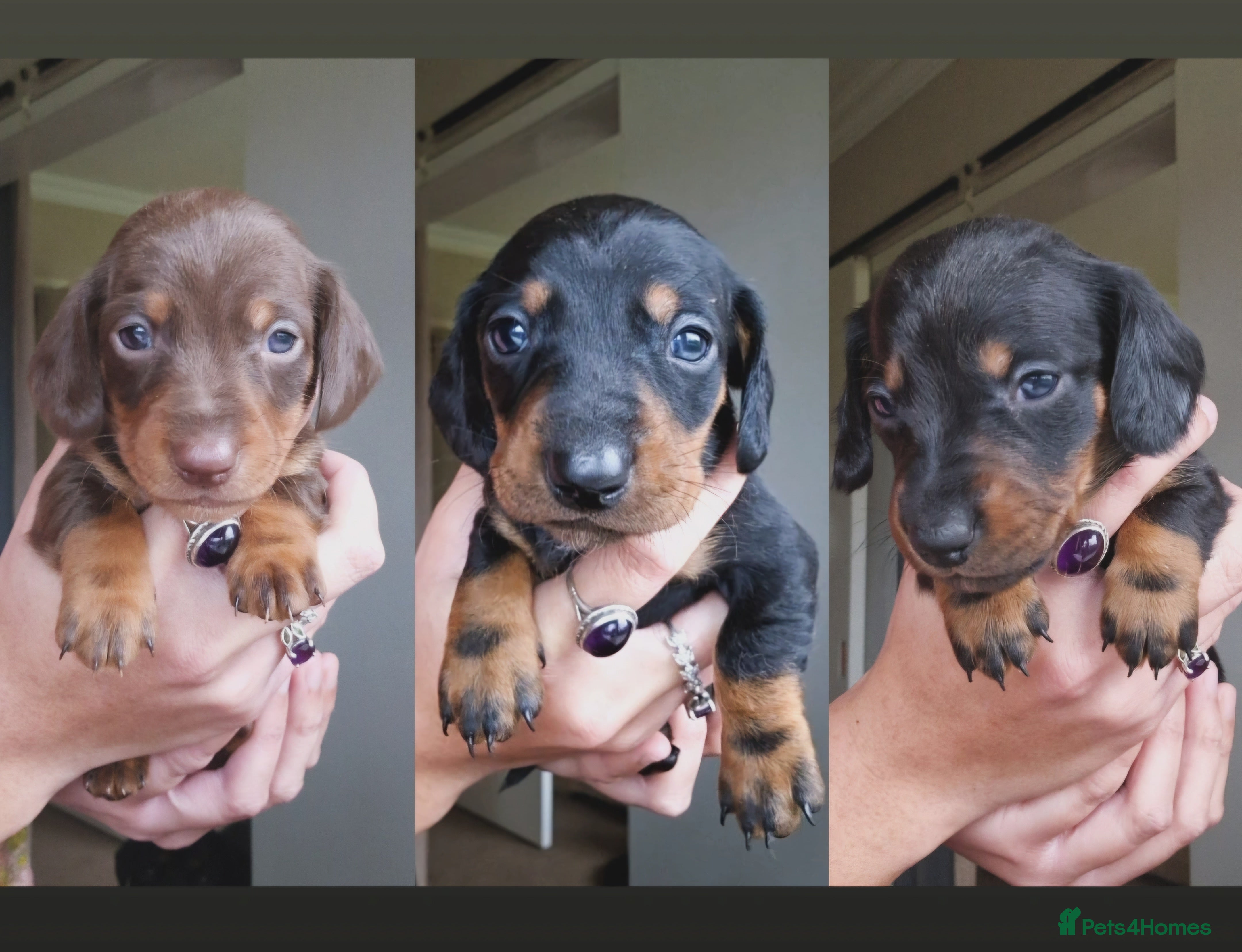 Miniature Dachshund dogs Beautiful Miniature Daschund Puppies For Sale - Advert 5