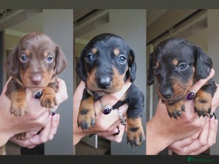 Miniature Dachshund dogs Beautiful Miniature Daschund Puppies For Sale - Advert 5