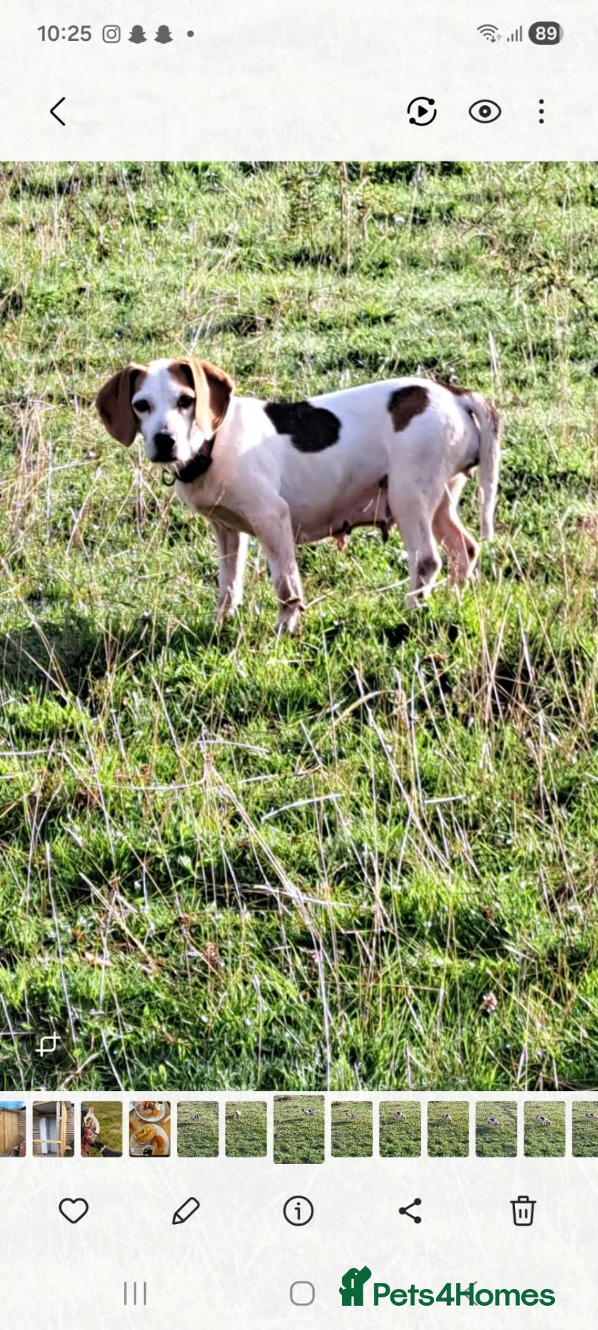 Mixed Breed dogs Beautiful jackabee pups ready to leave now - Advert 1