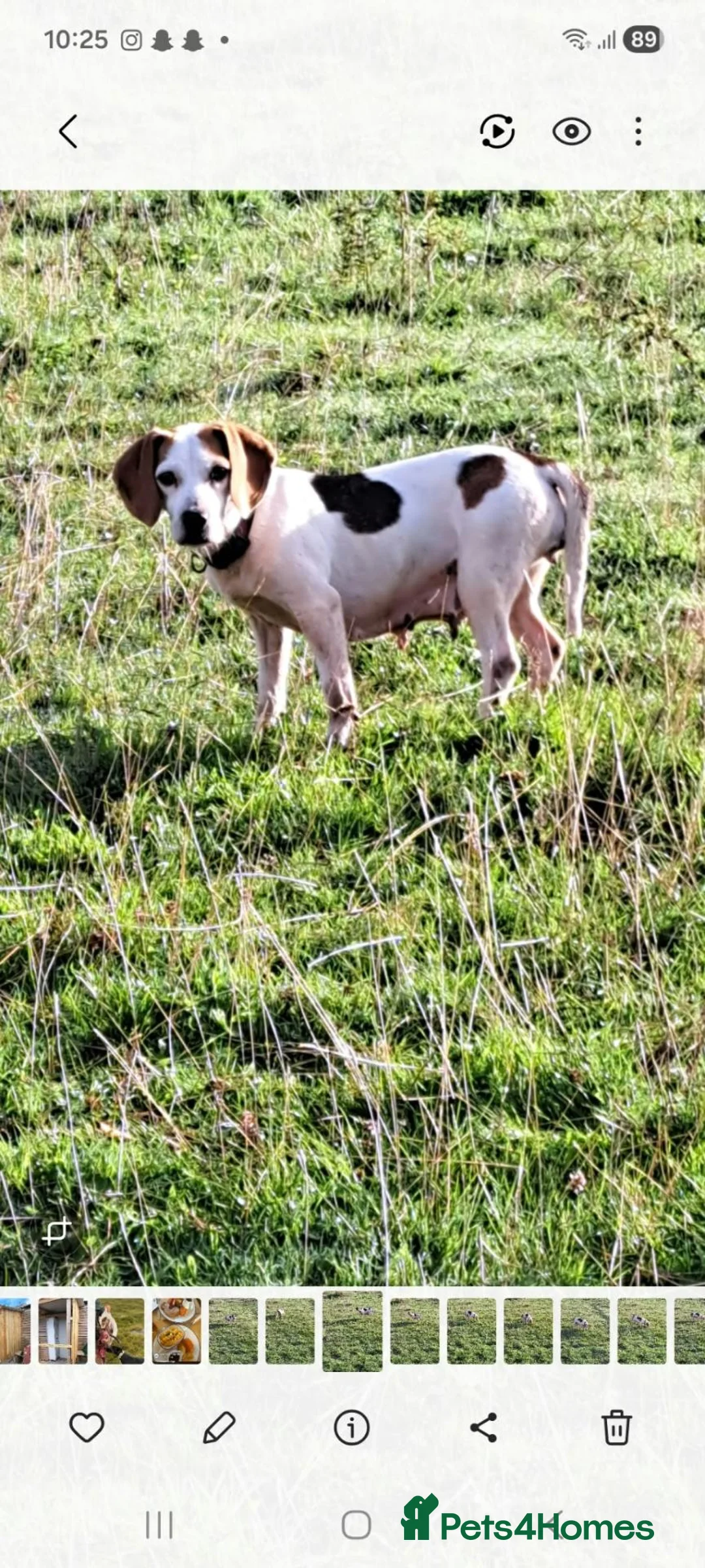 Mixed Breed dogs for sale: Beautiful jackabee pups ready to leave now - Advert 1