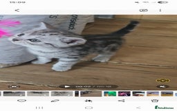 British Shorthair cats for sale: Beautiful gccf registered bsh kittens  - Image 18