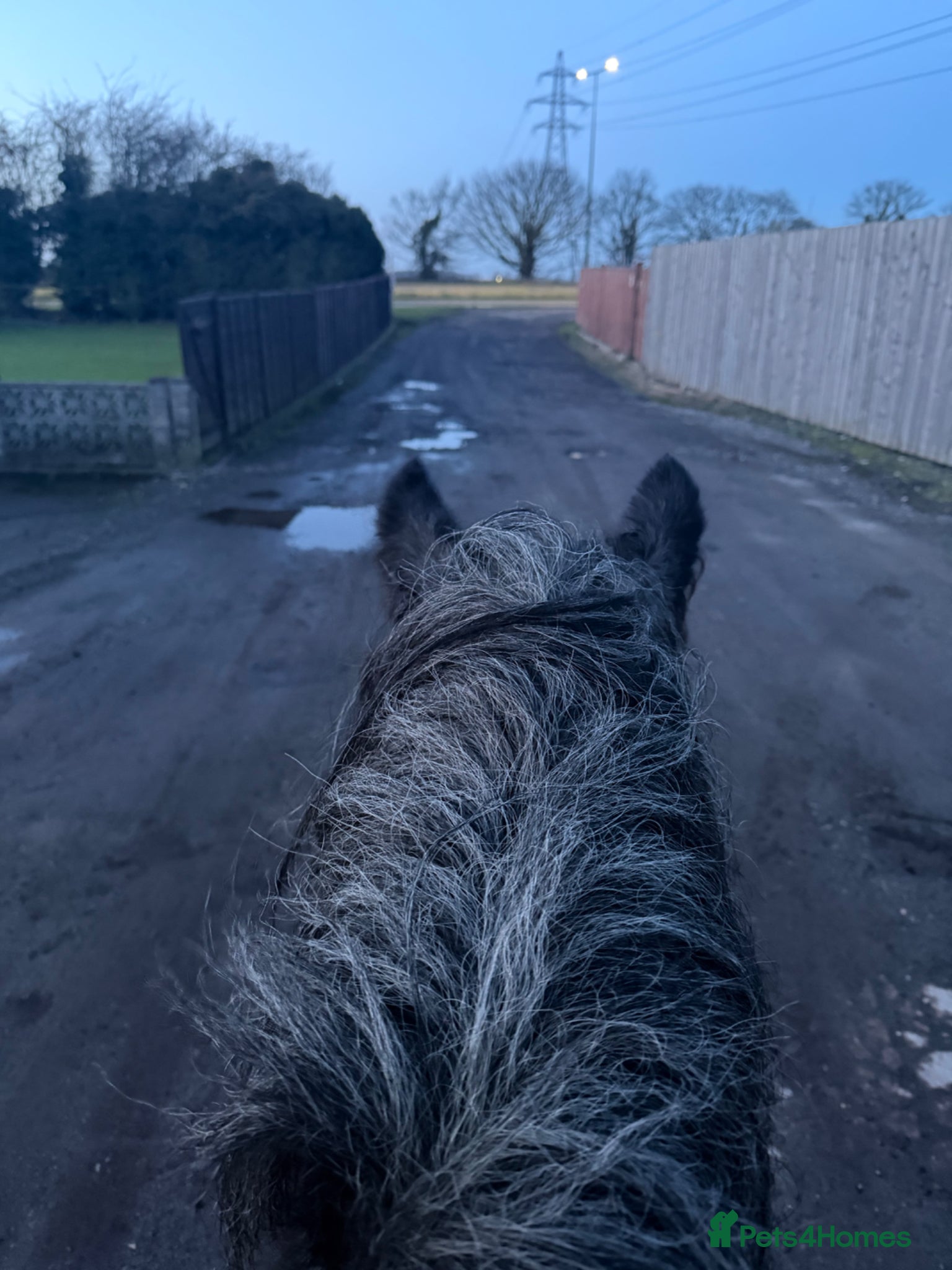 Irish Cob horses for sale: Norman  - Advert 4