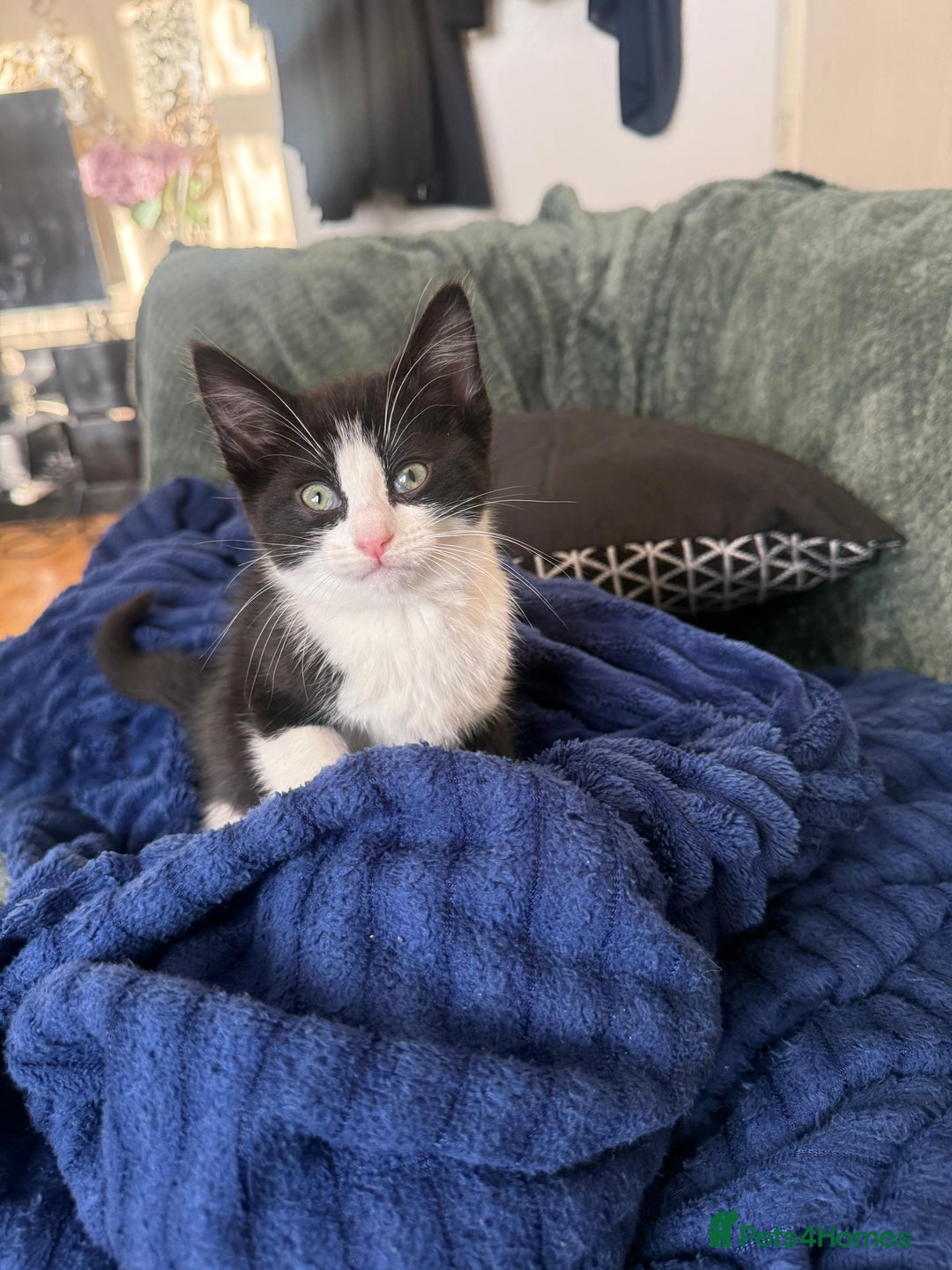 Mixed Breed cats for sale: Kittens - Advert 3