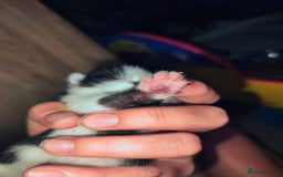 Mixed Breed cats for sale: Kittens - Image 17