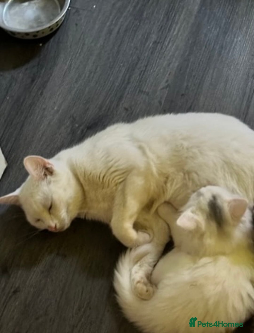 Mixed Breed cats for sale: White girls  - Image 4