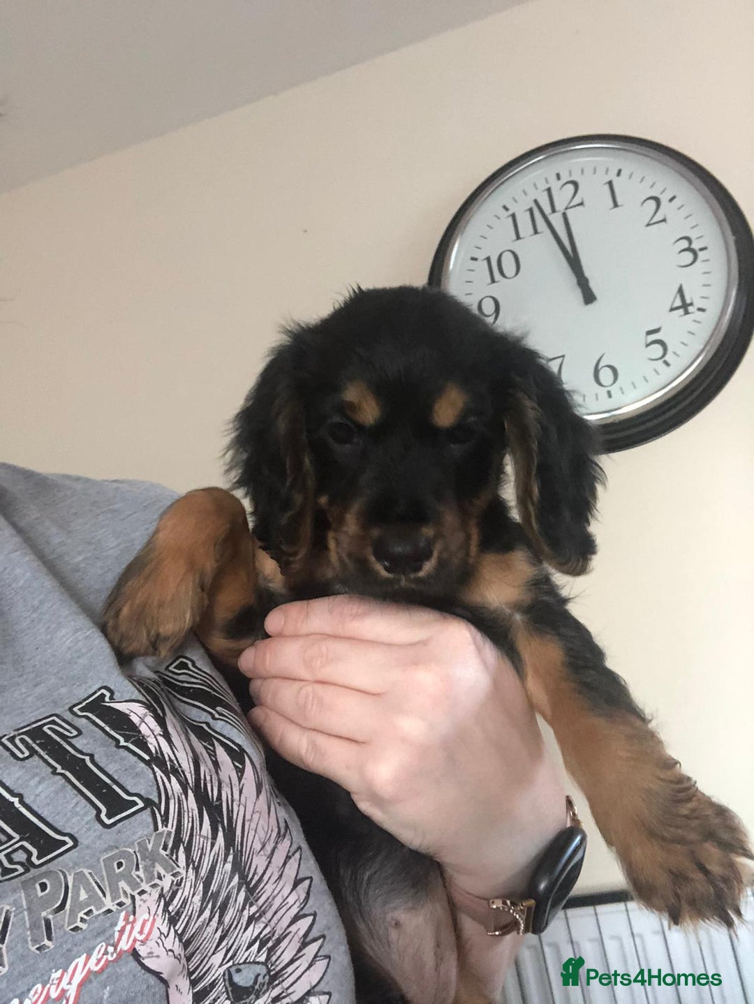 Cocker Spaniel dogs for sale: Cocker spaniel pup kc registered ⭐️ - Advert 4