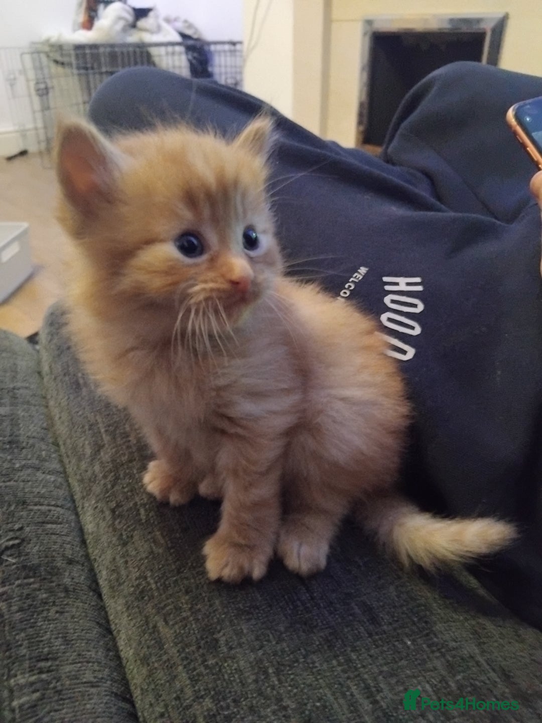 Maine Coon cats for sale: 2 Maine coon cross kittens - Advert 15