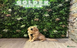 Golden Retriever dogs for stud: Proven Gorgeous Stud Dog - Image 17