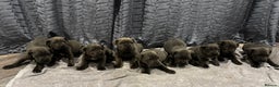 Cane Corso dogs for sale: Cane Corso puppy’s  - Advert 8
