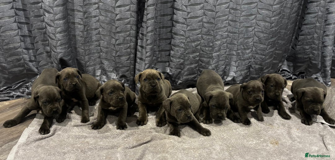 Cane Corso dogs for sale: Cane Corso puppy’s  - Advert 8