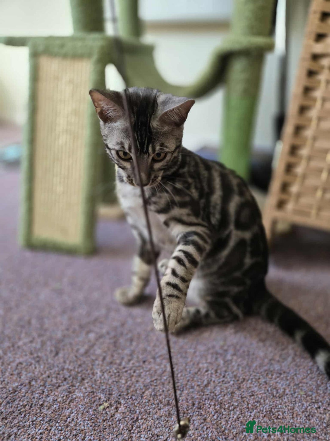 Bengal cats for sale: TICA REG 💕 2 Beautiful bengal boys  - Image 25