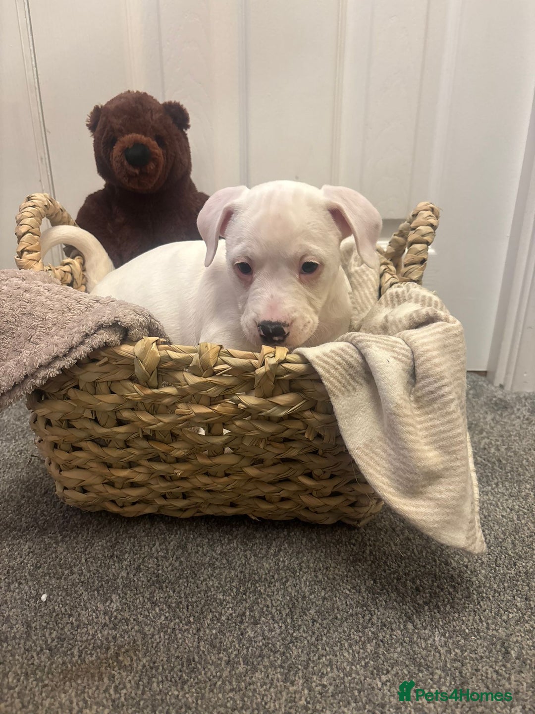 Mixed Breed dogs for sale:  Last 2 girls READY NOW! Rare English Bulldach - Advert 34