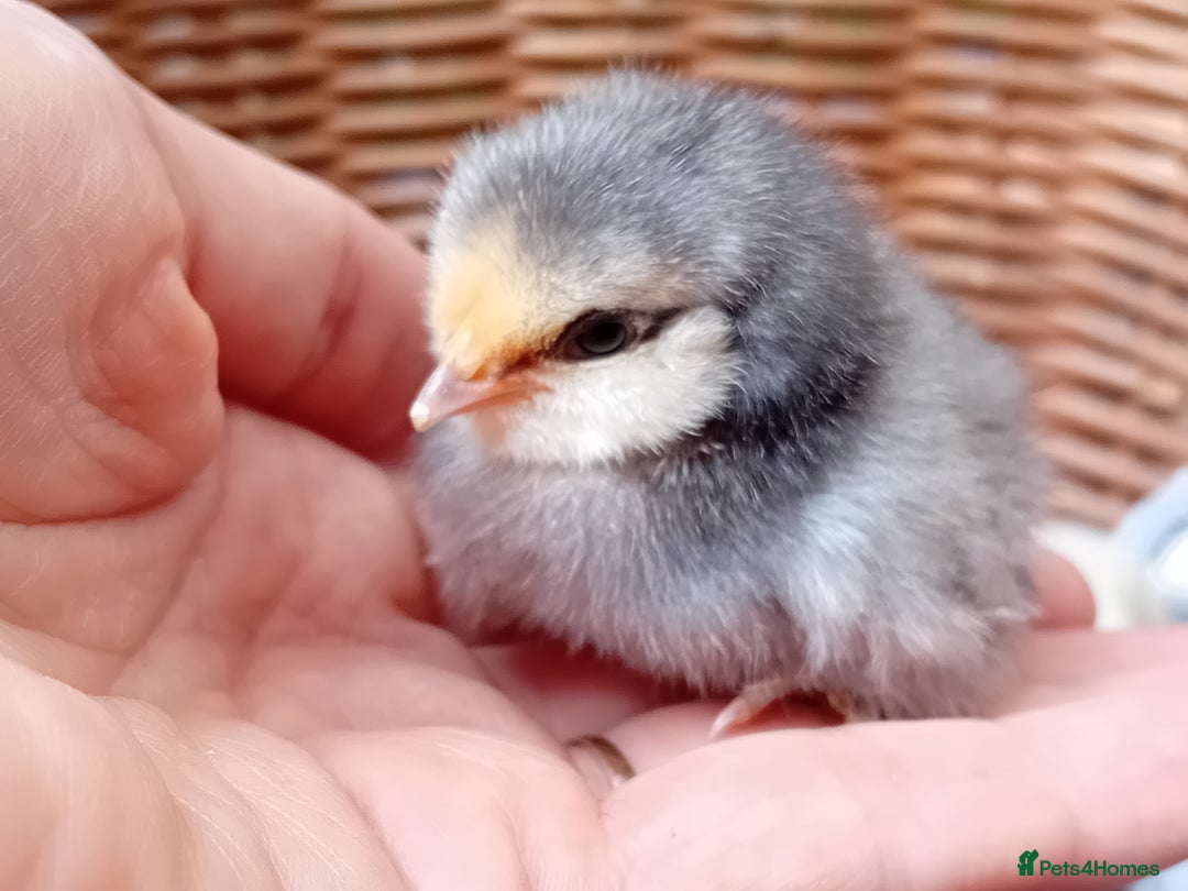 Chickens poultry for sale: Sweet Little Barbu d’Anvers Chicks Now Available - Image 16