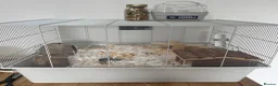 Hamster rodents for sale: Hamster and set up in Wrexham - Advert 2