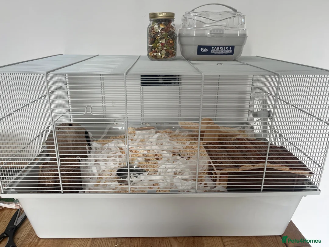 Hamster rodents for sale: Hamster and set up in Wrexham - Advert 2