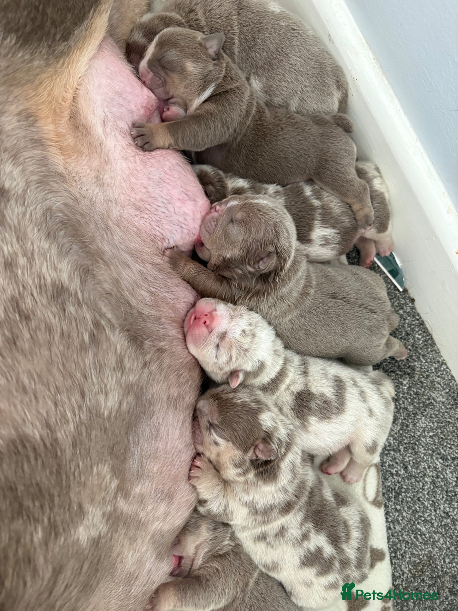 English Bulldog dogs KC English Bulldog Puppies – Health Tested Parents - Advert 14