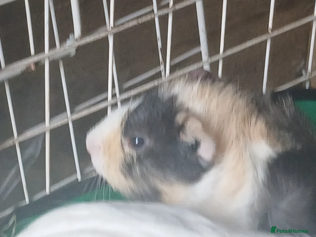Guinea Pig rodents for sale: Sow Guinea Pigs for sale 4 months old ( RESERVED) - Advert 4
