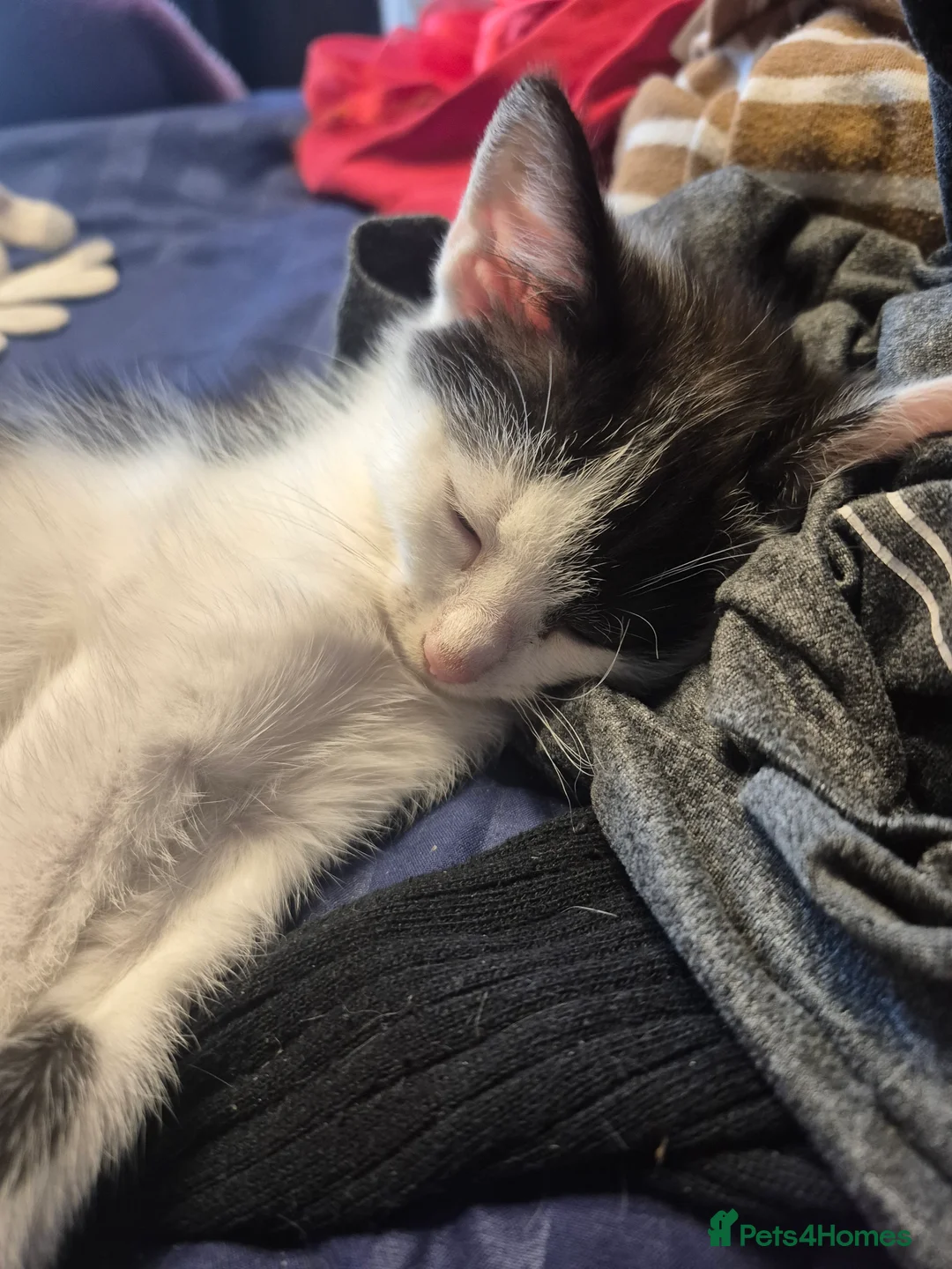 Mixed Breed cats for sale: 6 kittens  - Advert 4