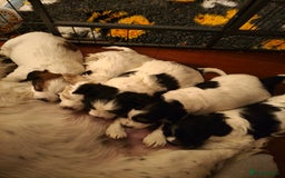Mixed Breed dogs for sale: Male Cocker Bassett x Shichon tri colour puppy - Advert 5