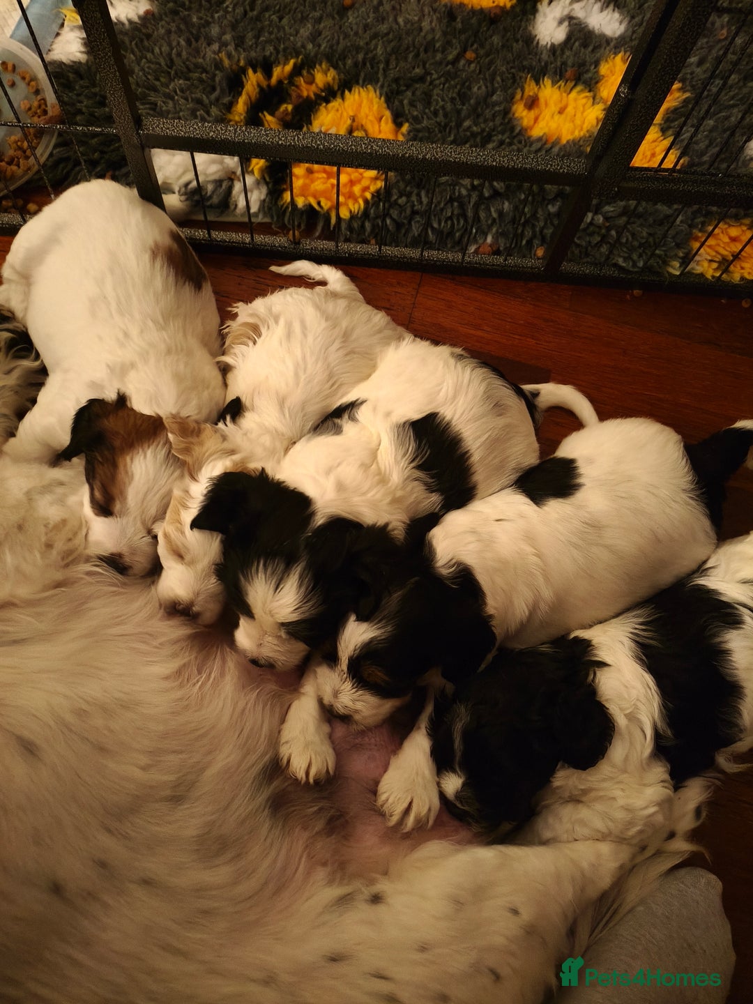 Mixed Breed dogs for sale: Male Cocker Bassett x Shichon tri colour puppy - Advert 5