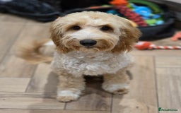 Cockapoo dogs for sale: 7 month old Benson  - Advert 9
