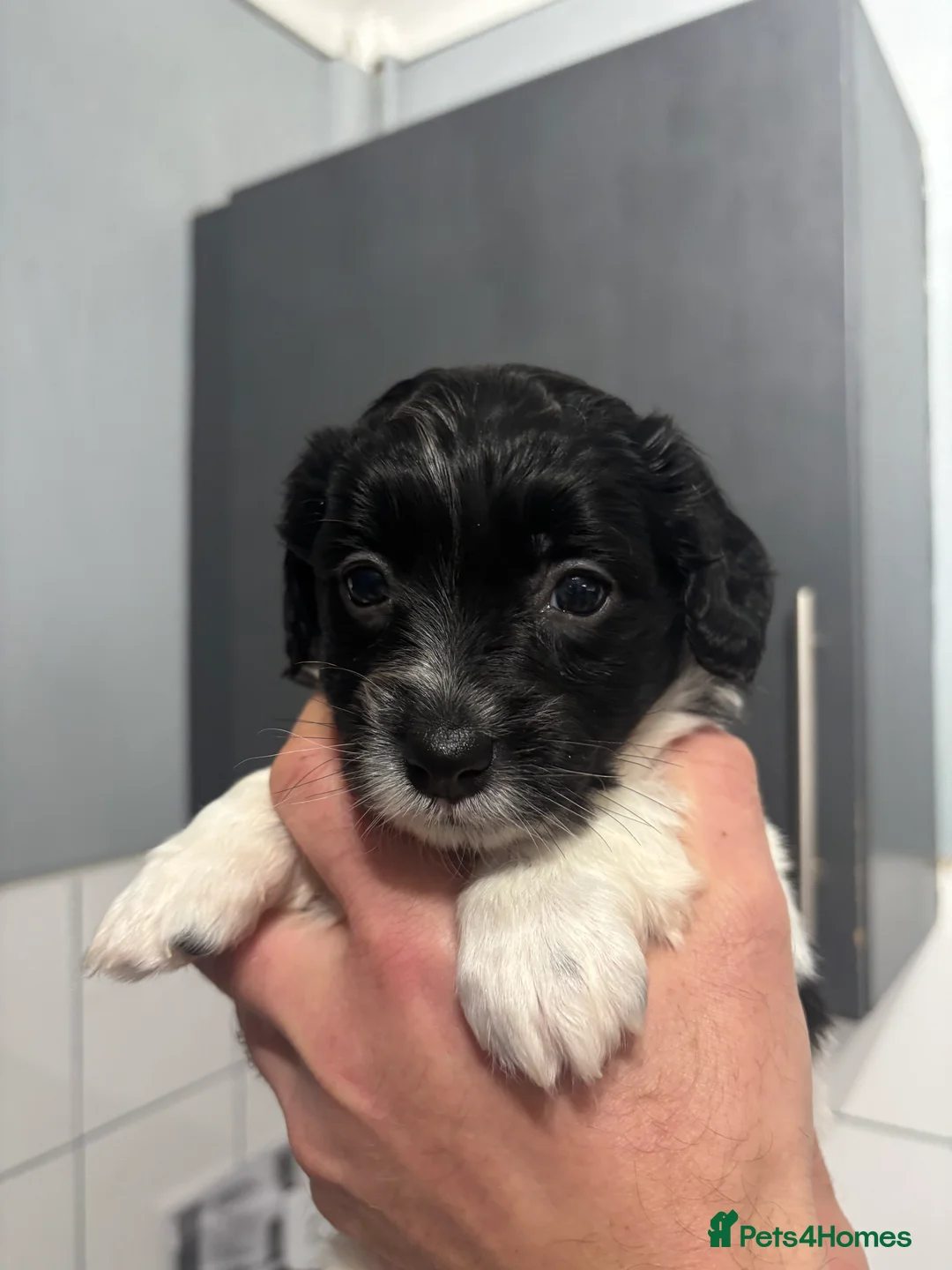 Mixed Breed dogs for sale: Shihpoo puppies - Advert 11