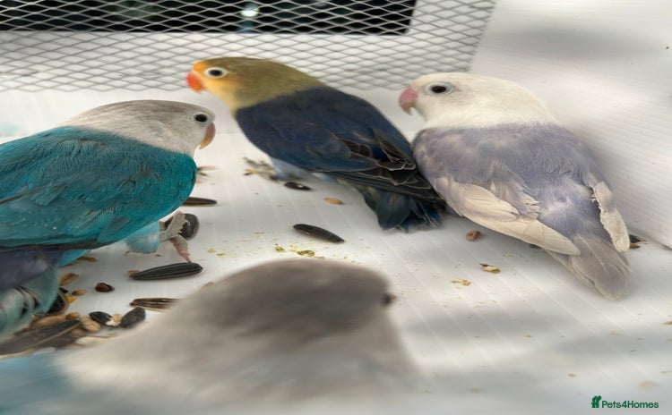 Lovebirds birds - Advert 2
